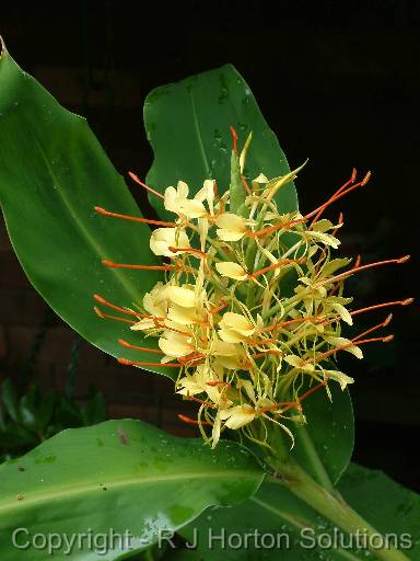 Ginger hedychium 1 